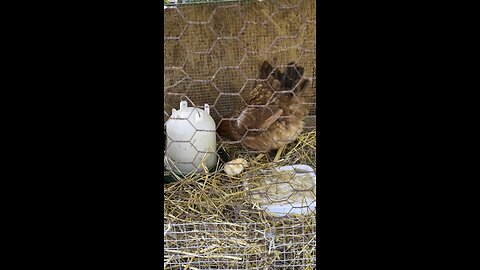 Momma Hen With Her Babies 🐥 #ChamberlinFamilyFarms #chickens #chicks #poultry