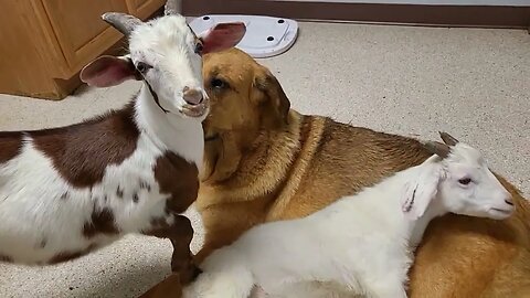 Ancient Guardians Farm Spanish Mastiff Karina being used as a pillow by Leon the goat