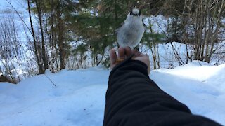 Bird eating out of hand