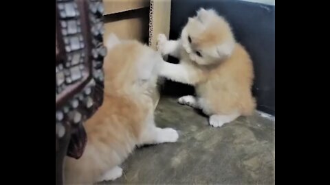 Cute Twin kitten fight