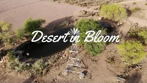 Desert in Bloom White Tank Mountains - Arizona