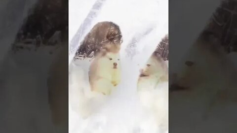 Fat Cute Puppies Love Playing in Snow #funnyvideo #cutepuppies