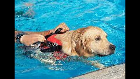 Teaching Dogs How To Swim Tips