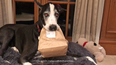 Excited Great Dane Can't Wait For Publix Chicken Snack