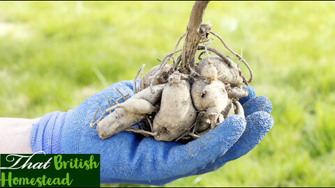 Did I just find a load of Dahlia tubers?!? Allotment Vblog