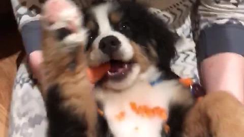 Puppy loves to snack on tasty carrot