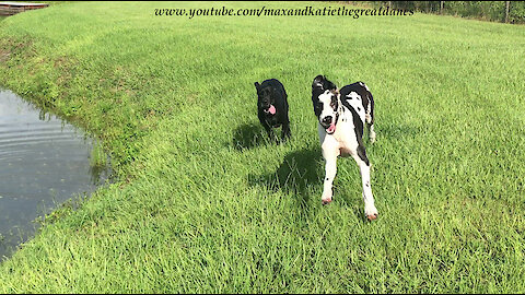 Amazing Racing Great Dane Puppy Runs An Epic Zoomie