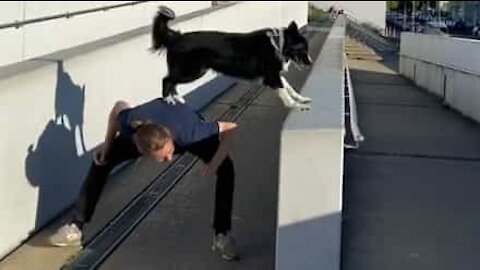 Cão adora fazer parkour com o seu dono!