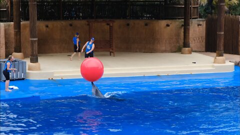 Dolphin And The Trainer Playing Together