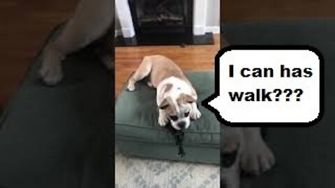 Bulldog Puppy Stubby Wants to Walk