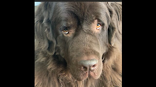 Newfoundland waits for command before chomping on a treat