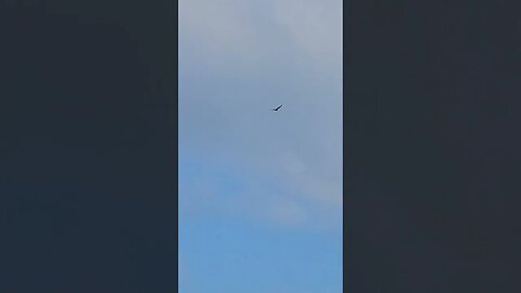 Wildlife around the Farm 🚜 series, Vulture 🦅 overhead