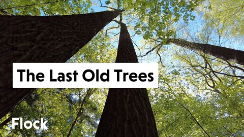 This is What an OLD GROWTH FOREST in the Northeast Looks Like — Ep. 026