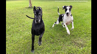 Happy Great Danes Enjoy Fancy Footwork Fetching Fun