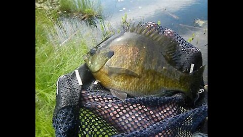 Pond and Aquarium Stocking with Bream and Catfish