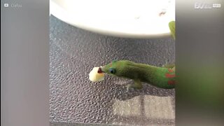 Un gecko mangeant délicatement une banane