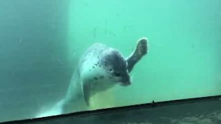 Momento adorabile: foca gioca con una farfalla