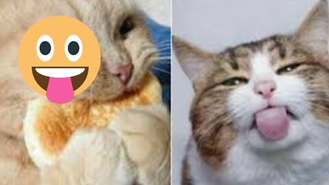 Funny cute cat 🐈