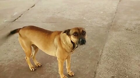 Lina es una perrita callejera que venía seguido a visitarnos a casa (2021)