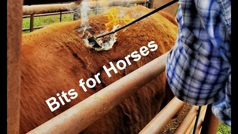 Horse Bits | Horse Training (In the Chute - Round 105)