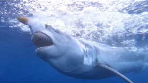 Diver has scary encounter with great white shark