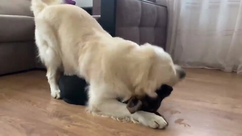 How the Golden Retriever and the German Shepherd Became Best Friends [Compilation]-13