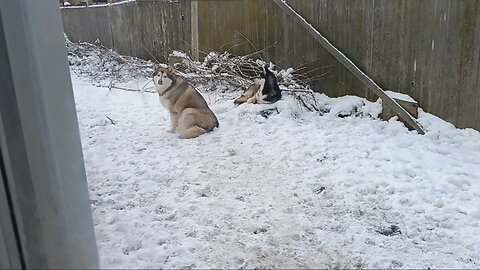 (Malamutes) Avalanche n Luna just hanging out together