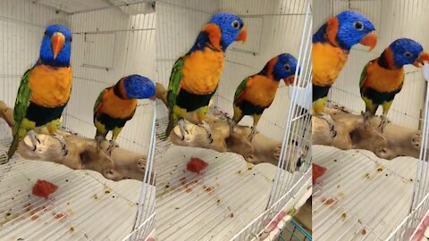 Lory Red Funny and Cute Parrots