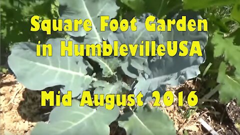 SFG Square Foot Garden 2016 mid August update - More Deer Attacks! Wood Chips & Peas!