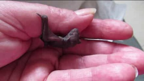 Sauvetage d'une mini chauve-souris