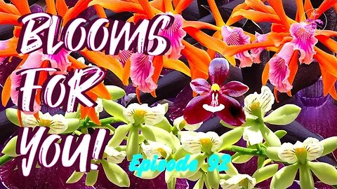 Orchid Updates | Orchid Bloom Dedications | Orchid Blooms for YOU! Episode 92 🌸🌺🌼#ninjaorchids