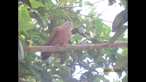 My lovebird singing