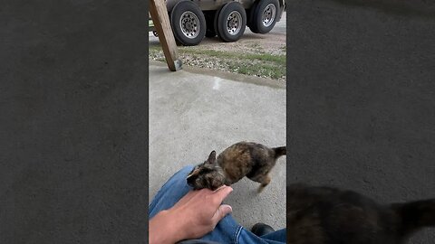 She finally came and said, good morning again #cat #cats #catshorts