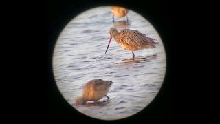 Marbled Godwits in Elkhorn Slough