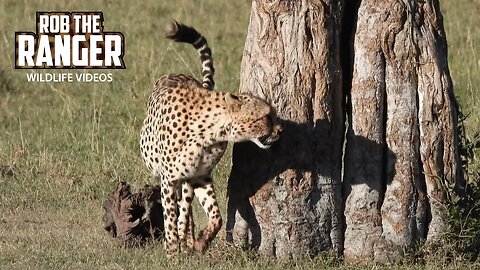 Cheetah Coalition Rest Near Grey Crowned Cranes | Maasai Mara Safari | Zebra Plains