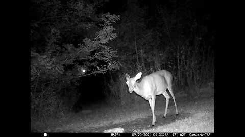 Deer 9-20-2024