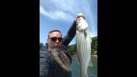 Striper, Crabs and Wild Turkey on Great Diamond Island Maine HD 1080p