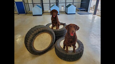 Puppy (Battle) Retriever Training @ 4.5 Months