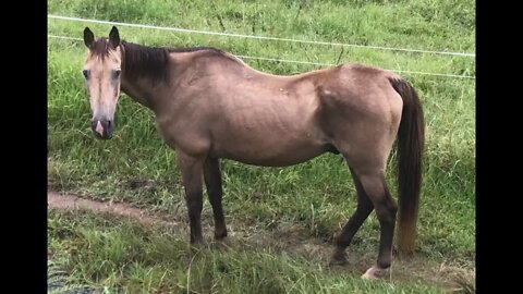 Join us for Arthur the rescue horse's breakfast - discuss some grooming