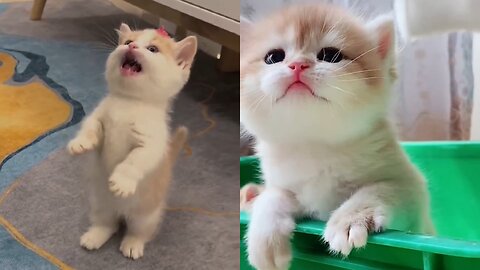 Cute baby cat dancing with different types.😁😁😲