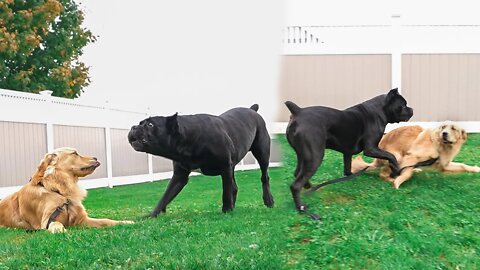 ANGRY Cane Corso Corrects CRAZY HIGH ENERGY Golden Retriever - RAW Home Video