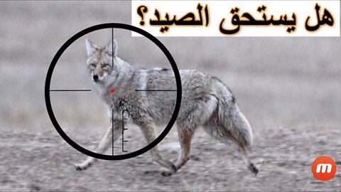 An exciting video of how to hunt foxes 18+فيديو مثير لطريقة قنص الثعالب 18