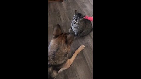 dog and cat video