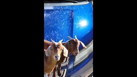 Goats Destroy Car - Why You Don't Park Near Goats #shorts #goats