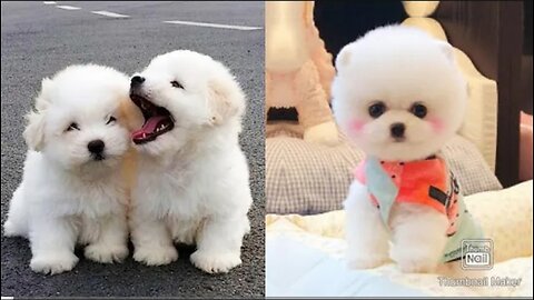 Baby Dogs - Funny and Cute Baby Dog Videos Compilation | Aww Animals