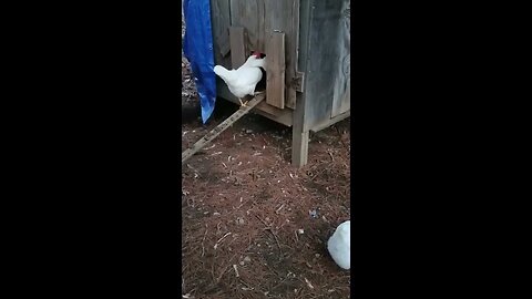 4 minutes of chickens doing what chickens do best.