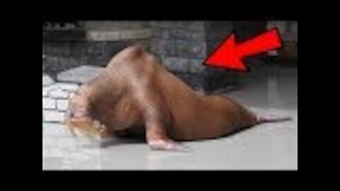 A Man Filmed This Emaciated Walrus At A Marine Park, And It’s Caused Outrage Around The World