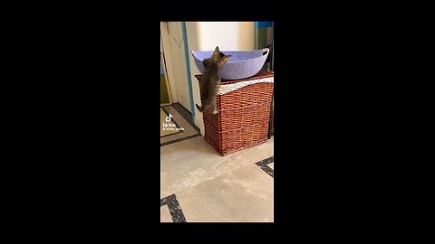 cat 🐈 funny videos