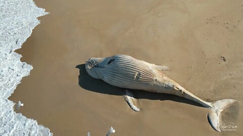 White Whale on the Mallacoota Main Beach 20 July 2022 by drone