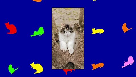 MINUTE CATS - 094 - #Miao #MinuteCats #CatLoversUnited #Crazy #Cat Playlist #TheUltimateCatPlaylist